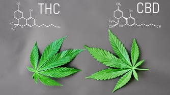 CBD Advertising - A Guide to Native Ad Platforms