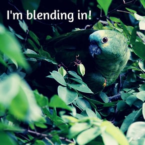 Im blending in!