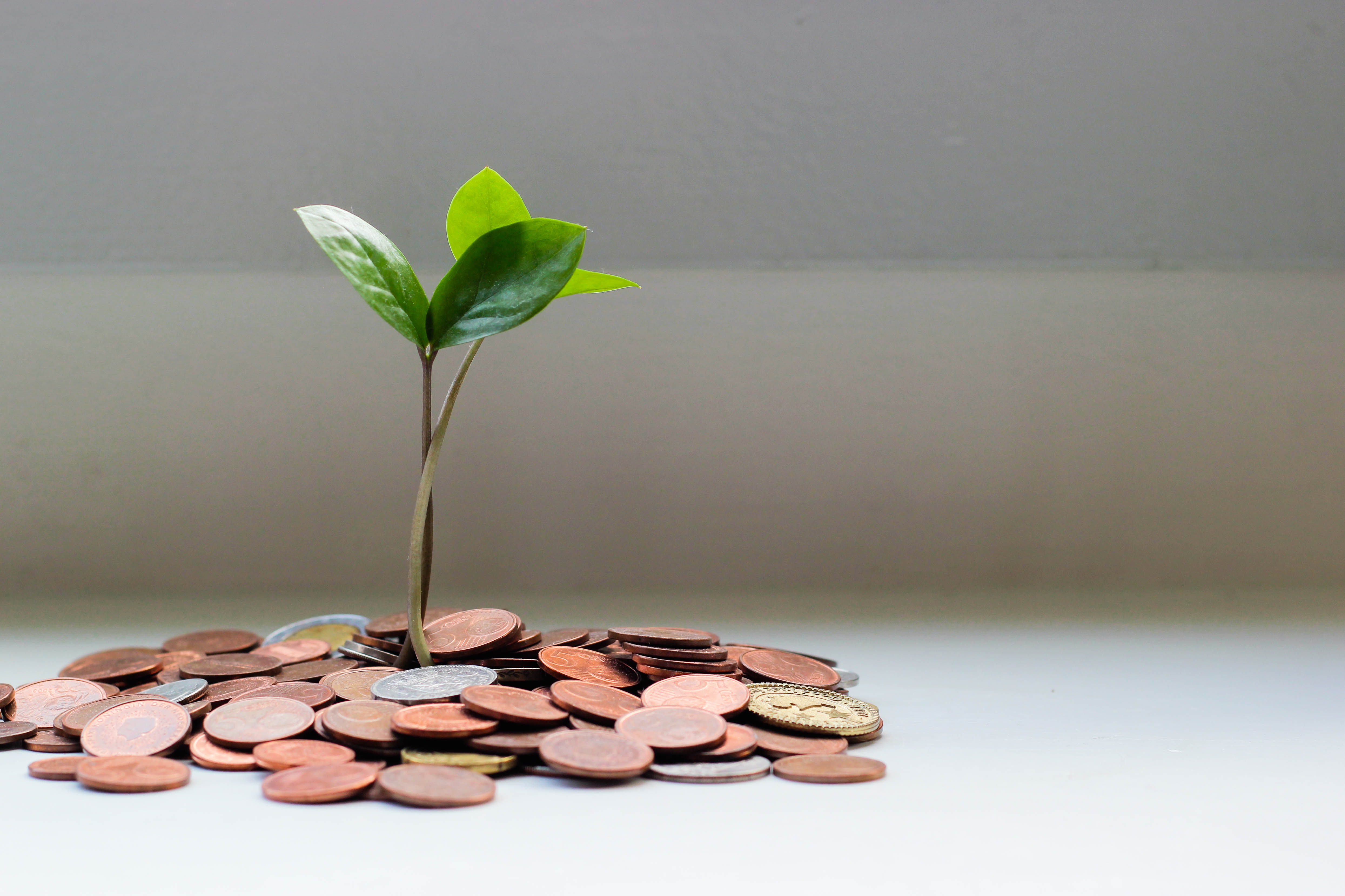 small-plant-in-brown-coins